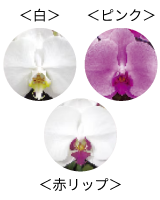 胡蝶蘭の花色 白・ピンク・赤リップ